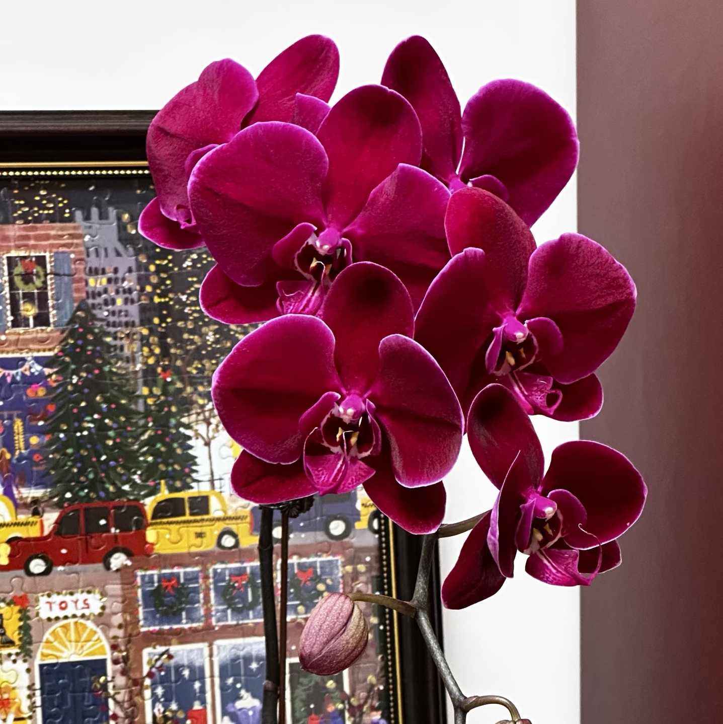 品质好货【牛记黑脸出剑苗】3.5寸大杯大苗蝴蝶兰基地直发包对版