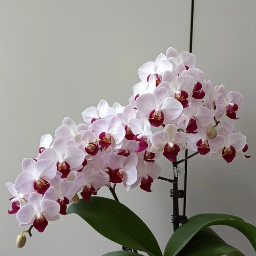 【第一名  貂蝉】 蝴蝶兰出剑苗  基地直发  包对版