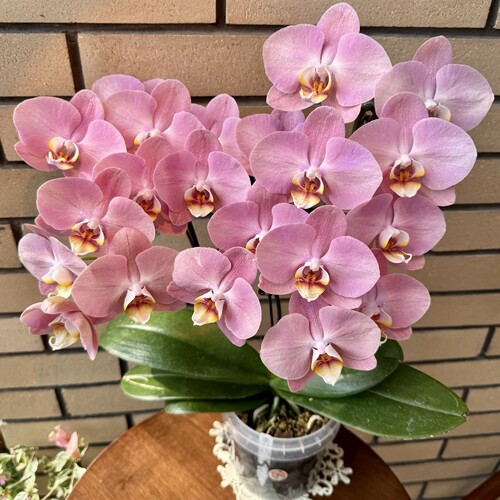 【金车蜜桃双剑苗】3.5寸大杯大苗蝴蝶兰苗基地直发包对版