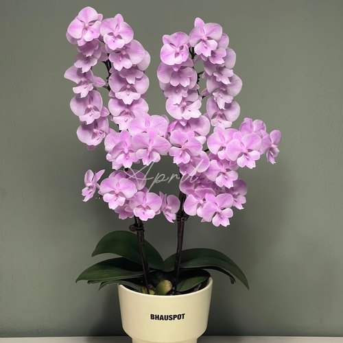 禹城王子室内蝴蝶兰盆栽客厅桌面