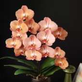 精品蝴蝶兰 3.5寸大杯大苗 成熟苗 基地直发包对版 港谷兰业