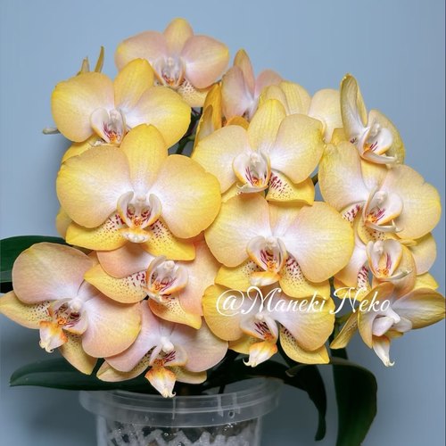 蝴蝶兰【哈蜜瓜】3.0寸出剑苗稀有品种蝴蝶兰基地直发包对版