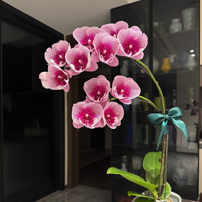 【超群锦鲤】蜡质花型蝴蝶兰苗 基地直发 包对版 包邮