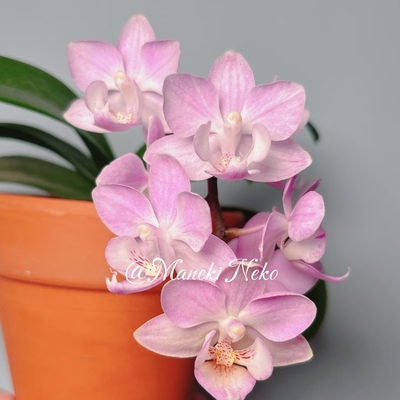 【樱花公主出剑苗】蝴蝶兰苗 稀有花色 基地直发  包对版