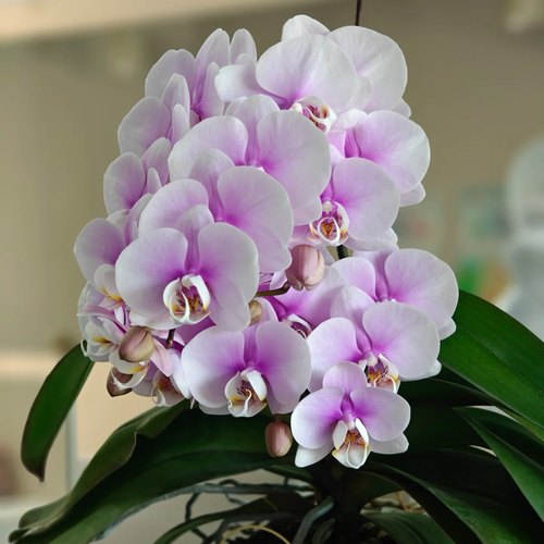 蝴蝶兰【梦幻情人】丰花系列蝴蝶兰基地直发包对版