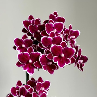 包邮 稀有花色蝴蝶兰苗基地直发包对版 出 年年有余双剑苗