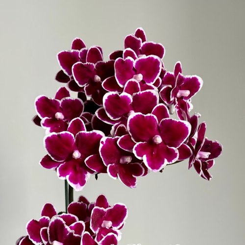 【年年有余双剑苗】稀有花色蝴蝶兰苗基地直发包对版包邮出