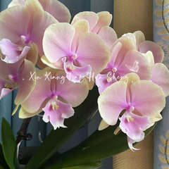 【芳美传奇1526】蝴蝶兰湾湾品种基地直发包对版包邮