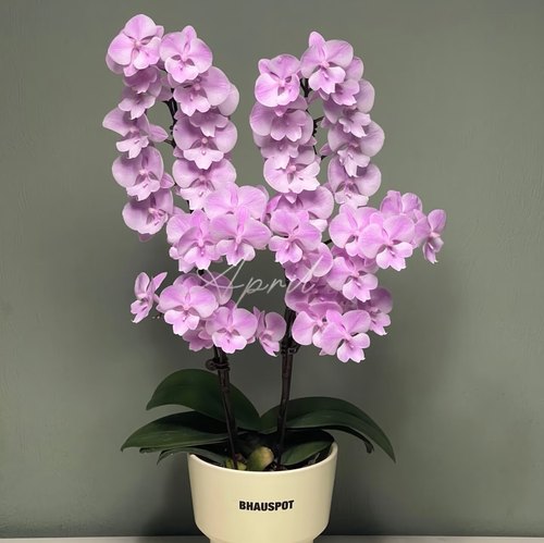 开花株【禹城王子2剑花苞株】丰花系列蝴蝶兰 基地直发包对版