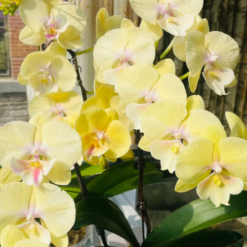 2个月根系不多大舌头黄花福利苗