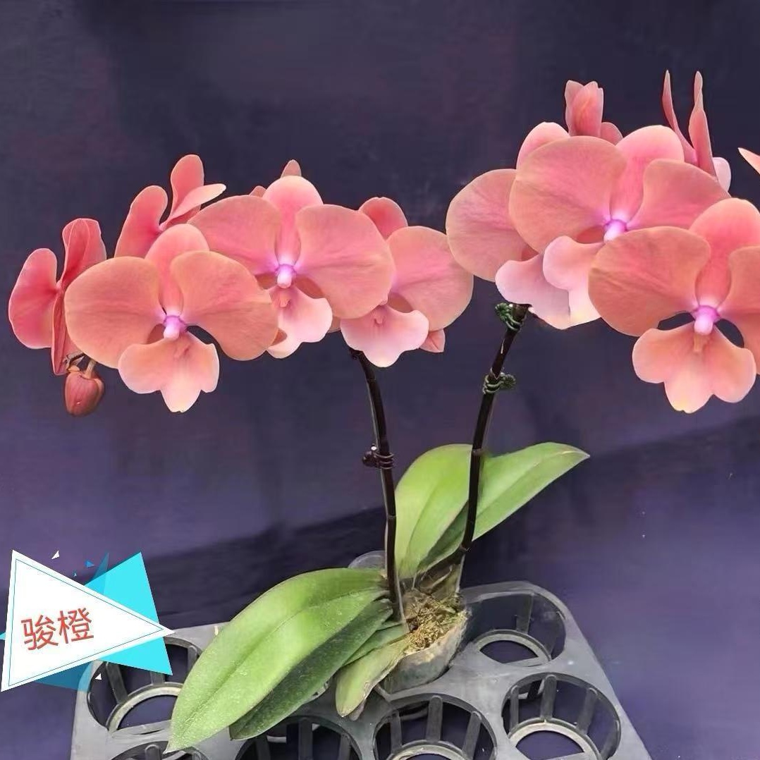 【骏橙】【霞光】【京城琥珀】【朱莉安】【罗格】1.7寸小苗包邮