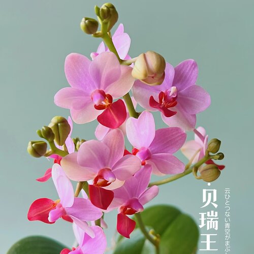 【贝瑞王子】3.0寸爆根出剑蝴蝶兰苗丰花系列基地直发包对版