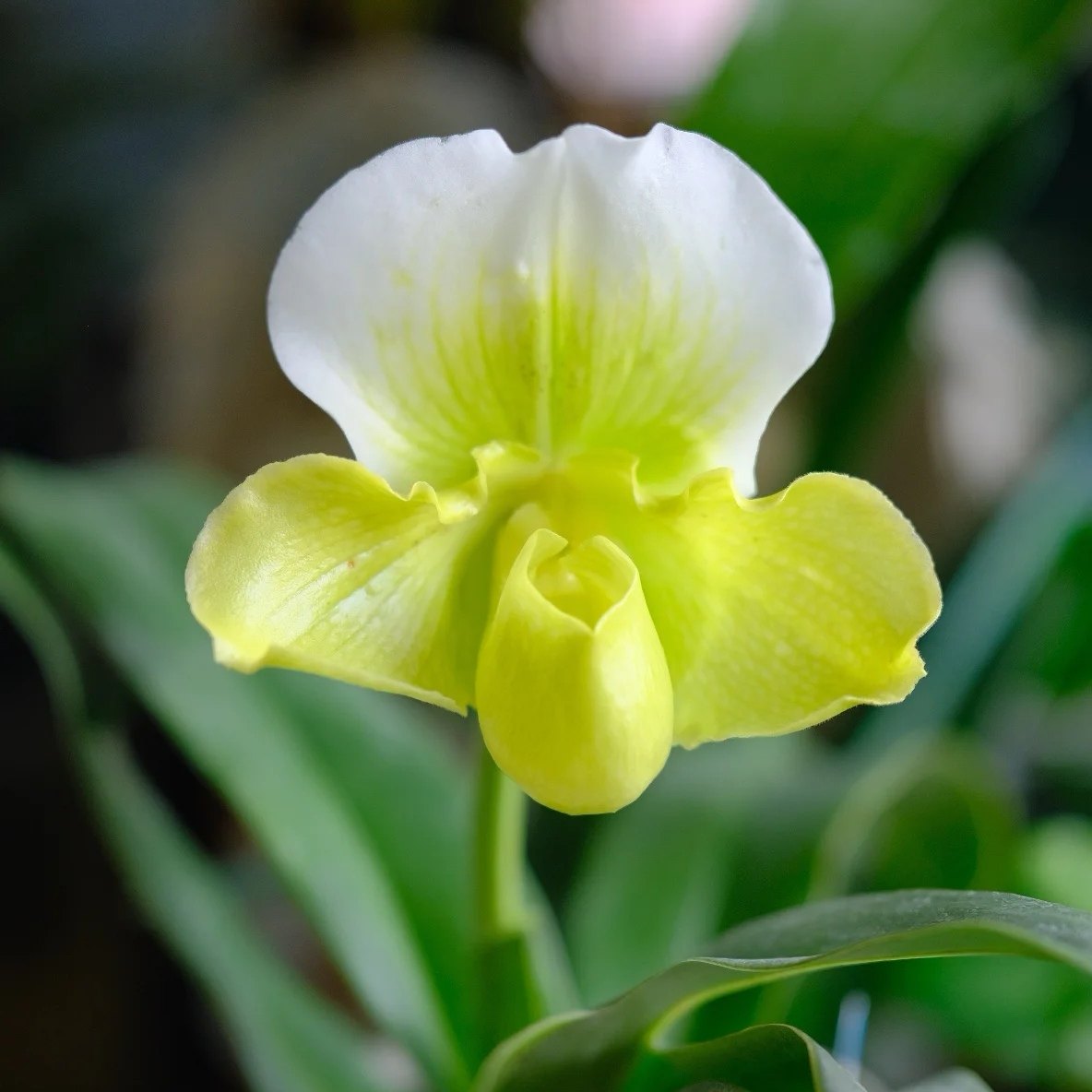 【绿肉饼】兜兰盆栽带花苞室内客厅阳台花卉绿植四季好养,鲜花速递/花卉仿真/绿植园艺,国兰/杂交兰/洋兰类,淘宝优惠券,粉丝福利购,淘宝优惠卷