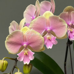 芳美1526芳美传奇3.5港谷兰业蝴蝶兰