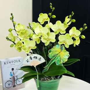 基地直发包对版 蝴蝶兰3.0出剑苗 包邮 日光浴