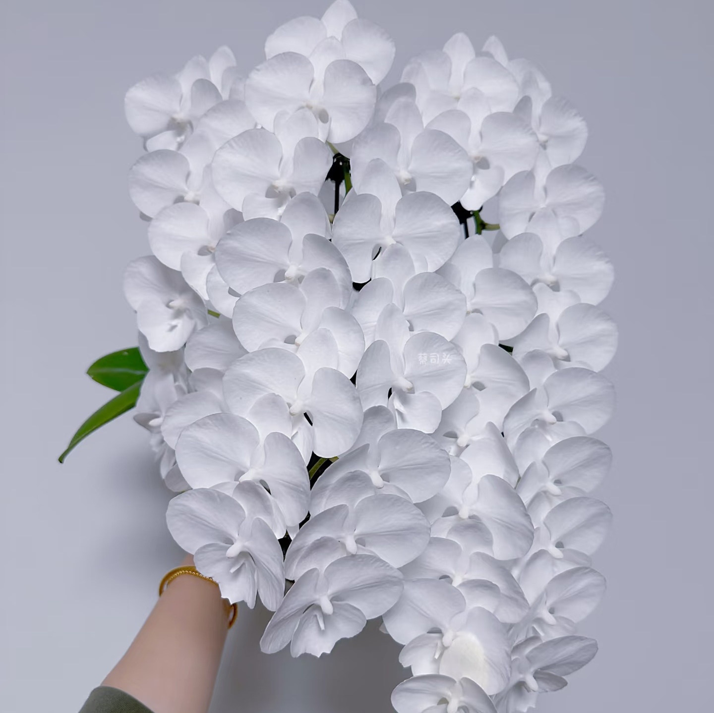 品质好货【龙兰5寸 白天鹅双苗出剑苗】5-7剑蝴蝶兰基地直发