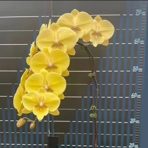 新品爆款【金龙】蝴蝶兰大舌头基地直发包对版