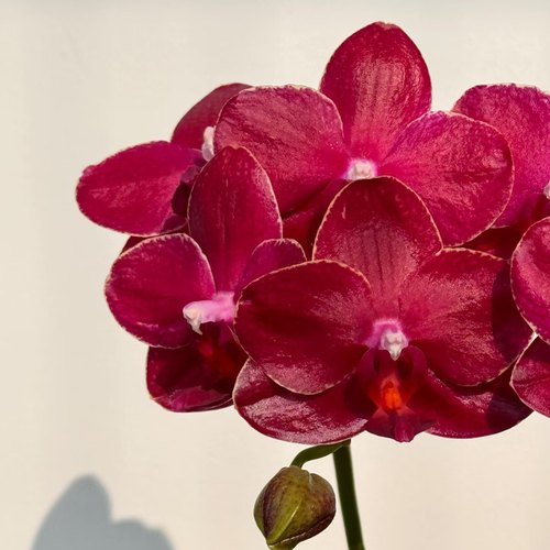 【美杜莎】红色系蜡质花蝴蝶兰苗3.0寸基地直发 包对版