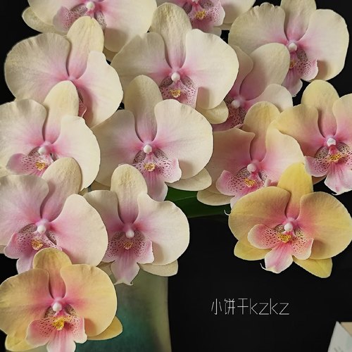 蝴蝶兰【508蜜桃大舌头】3.5寸大杯大苗基地直发包对版