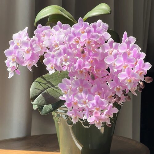 【樱兰带香】丰花爆花蝴蝶兰苗基地直发包对版包邮