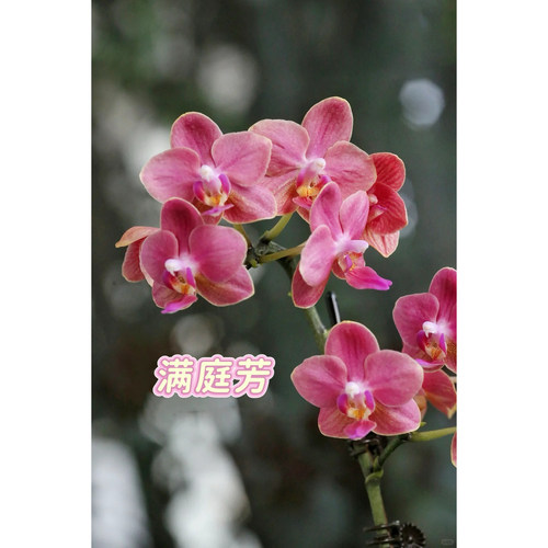 浓香爆香蝴蝶兰包对版蝴蝶兰苗