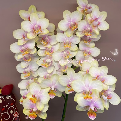 品质好货【祥云】小花型丰花蝴蝶兰基地直发  包对版