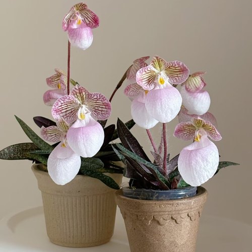 【玉女兜兰】 兰花科 基地直发  包对版