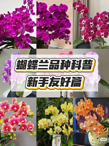 仅限100件【1.7寸品种蝴蝶兰苗】立秋福利  花色不重复