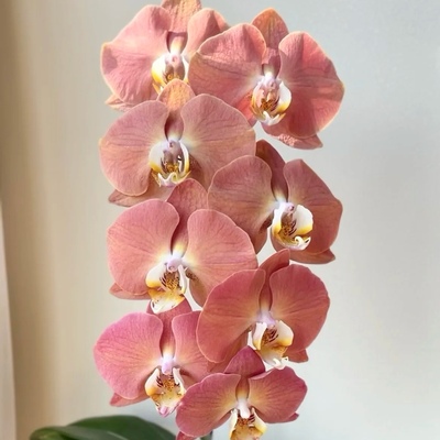 【哈克三文鱼】3.5寸出剑苗蝴蝶兰苗 包对版  基地直发包邮