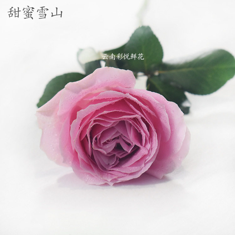 【甜蜜 桃红雪山】粉色玫瑰鲜花 居家室内装饰鲜切花
