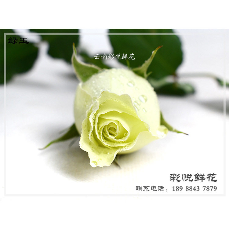 【绿玉玫瑰】云南基地直供 月季鲜花 绿色玫瑰婚庆装饰鲜切花