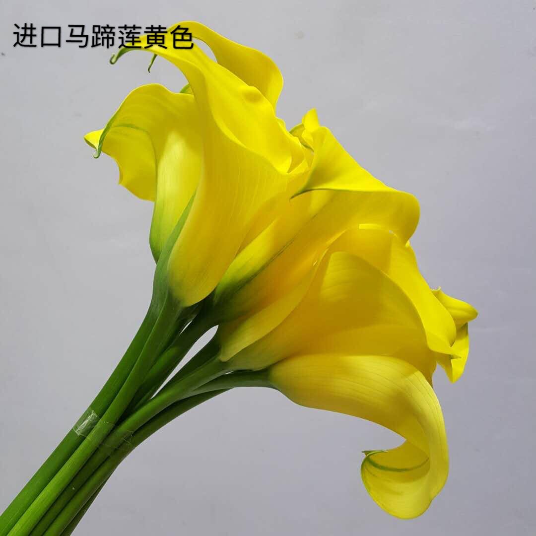 【马蹄莲】各色 昆明基地直供居家婚庆插花 海芋鲜切花