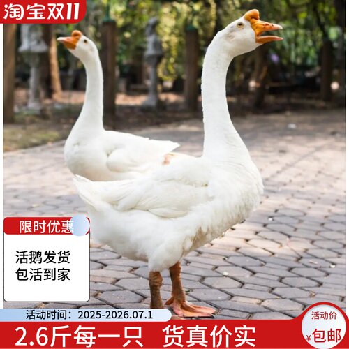 看家护院鹅大种白鹅苗产蛋王百子鹅2斤四季产蛋王鹅苗三花小鹅苗