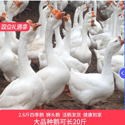 正宗二斤鹅大种白鹅特大种3斤四季皖西白鹅产王蛋王百子2斤脱温鹅