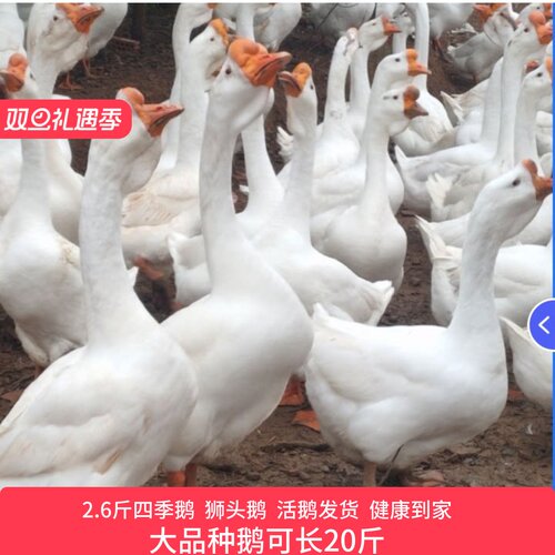 正宗二斤鹅大种白鹅特大种3斤四季皖西白鹅产王蛋王百子2斤脱温鹅