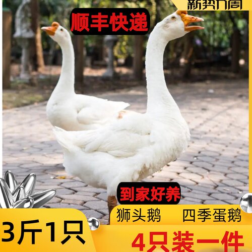 五龙大白鹅2斤狮头鹅三花鹅3斤浙东鹅大白鹅活体二斤科尔鸭下蛋鹅