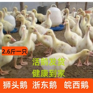 2斤看家护院鹅大白鹅四季鹅苗3斤三花鹅五龙鹅皖西鹅二斤狮头鹅