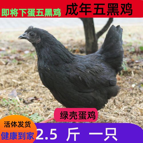 成年五黑鸡下蛋鸡活体绿壳蛋鸡土鸡生蛋鸡黑毛鸡活鸡黑羽鸡3斤鸡