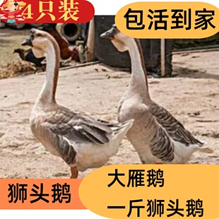 一斤狮头鹅苗出壳苗灰鹅活苗朗德鹅四季蛋鹅二斤大雁鹅苗狮头鹅活