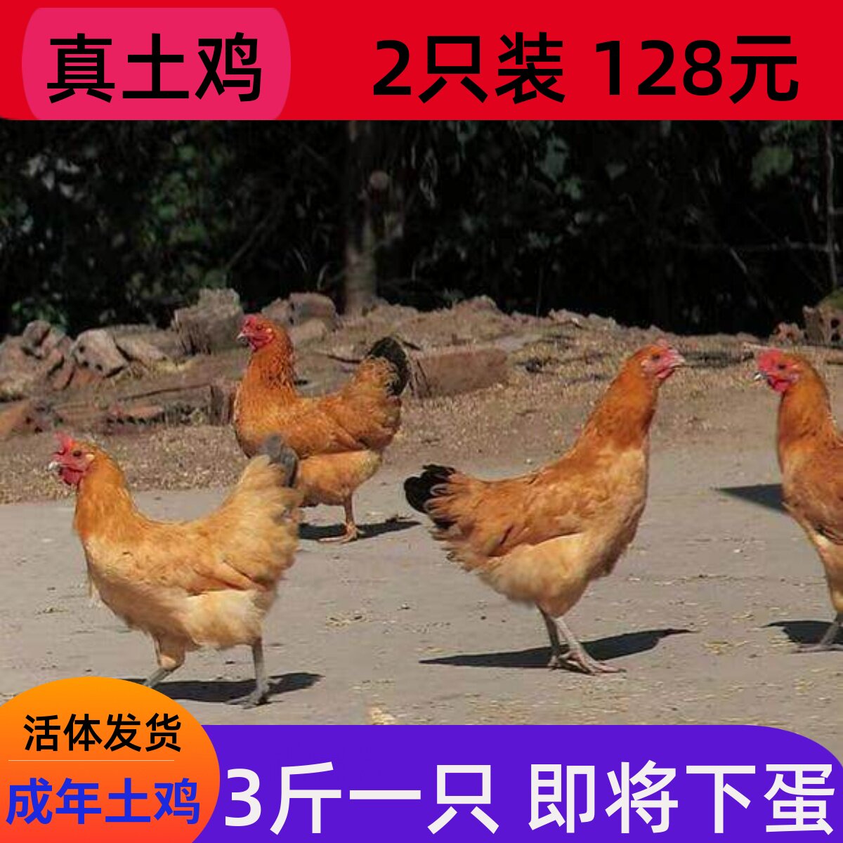 3斤成年土鸡活体苏北土鸡下蛋鸡宠物鸭