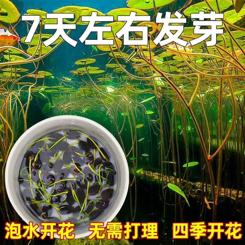 水培碗莲植物荷花种籽已开口水培花卉盆栽四季开花阳台睡莲花种子