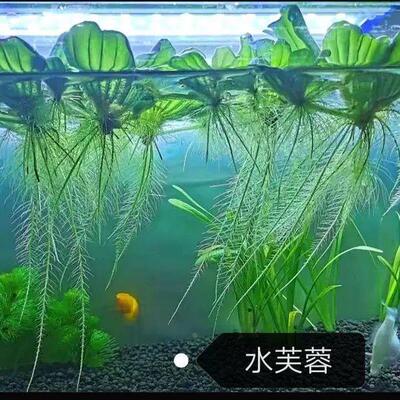 水芙蓉水浮莲水浮萍水葫芦水生水草植物水培净化水质龟缸水族造景