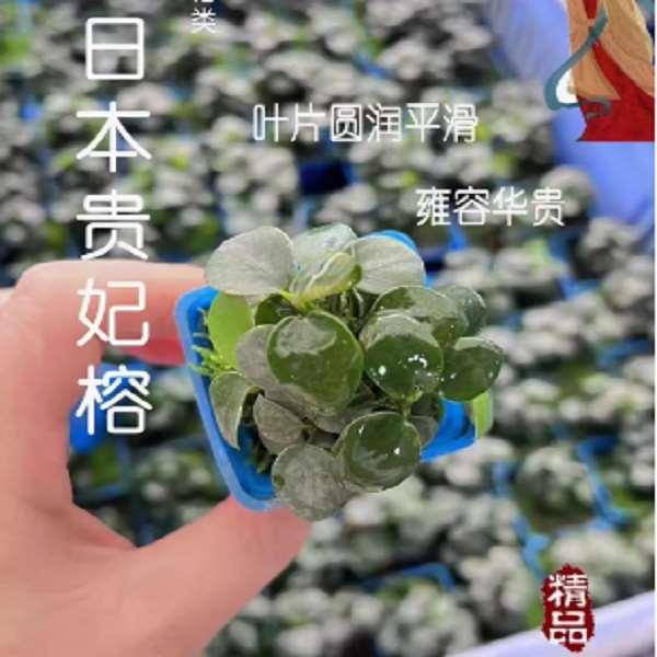 日本贵妃水榕杯装水草鱼草缸原生缸造景增氧阴性淡水活体水草植物