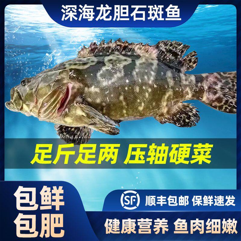 石斑鱼新鲜海捕鲜活活鱼野冷冻