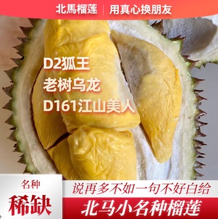 北马榴【树熟液氮】稀有乌龙榴莲D2狐王加沙D161江山美人榴莲老饕