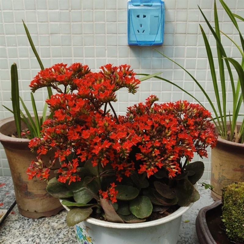 凤尾长寿花老品种单瓣长寿盆栽客厅阳台h绿植盆景苗观花植物带花
