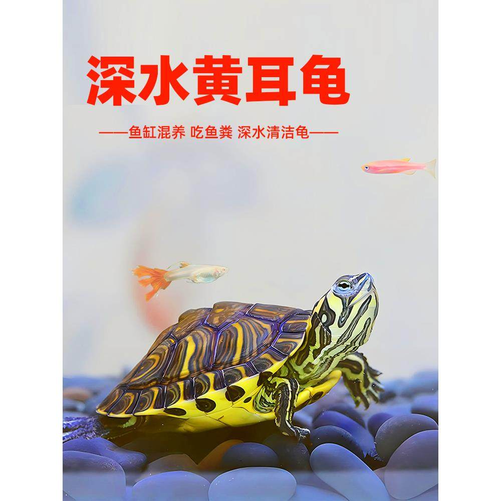 深水黄耳龟鱼缸混养冷水小乌龟活物适合家养的热带淡水观赏吃粪龟