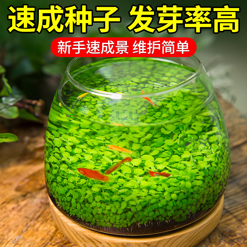 鱼缸水草种子种孑水培植物生态造景套餐水草泥水草籽爬地珍珠装饰