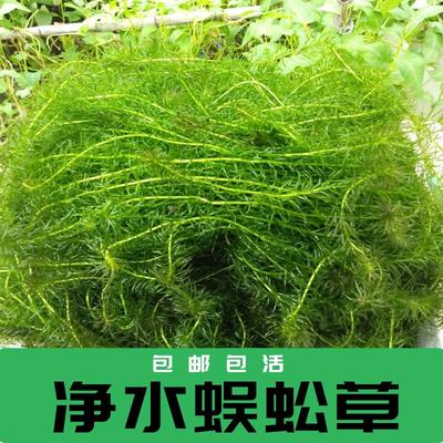 净水植物蜈蚣草绿菊淡养