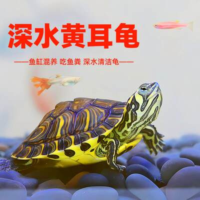 黄耳龟深水鱼缸混养小乌